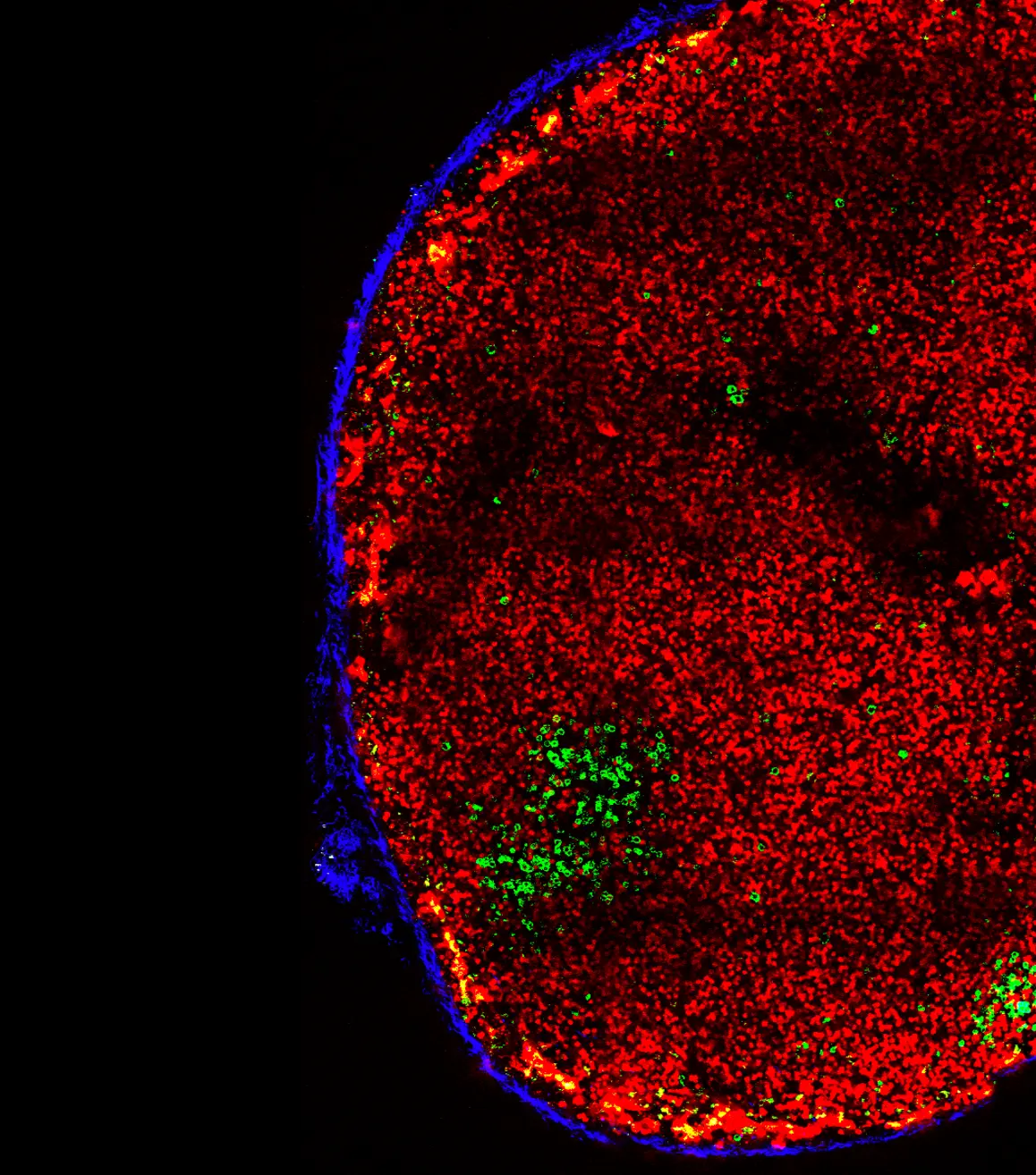 Two-photon microscopy of an immunized mouse lymph node showing green germinal-center B cells, red lineage-traced naïve B cells, and blue collagen-rich tissue structure